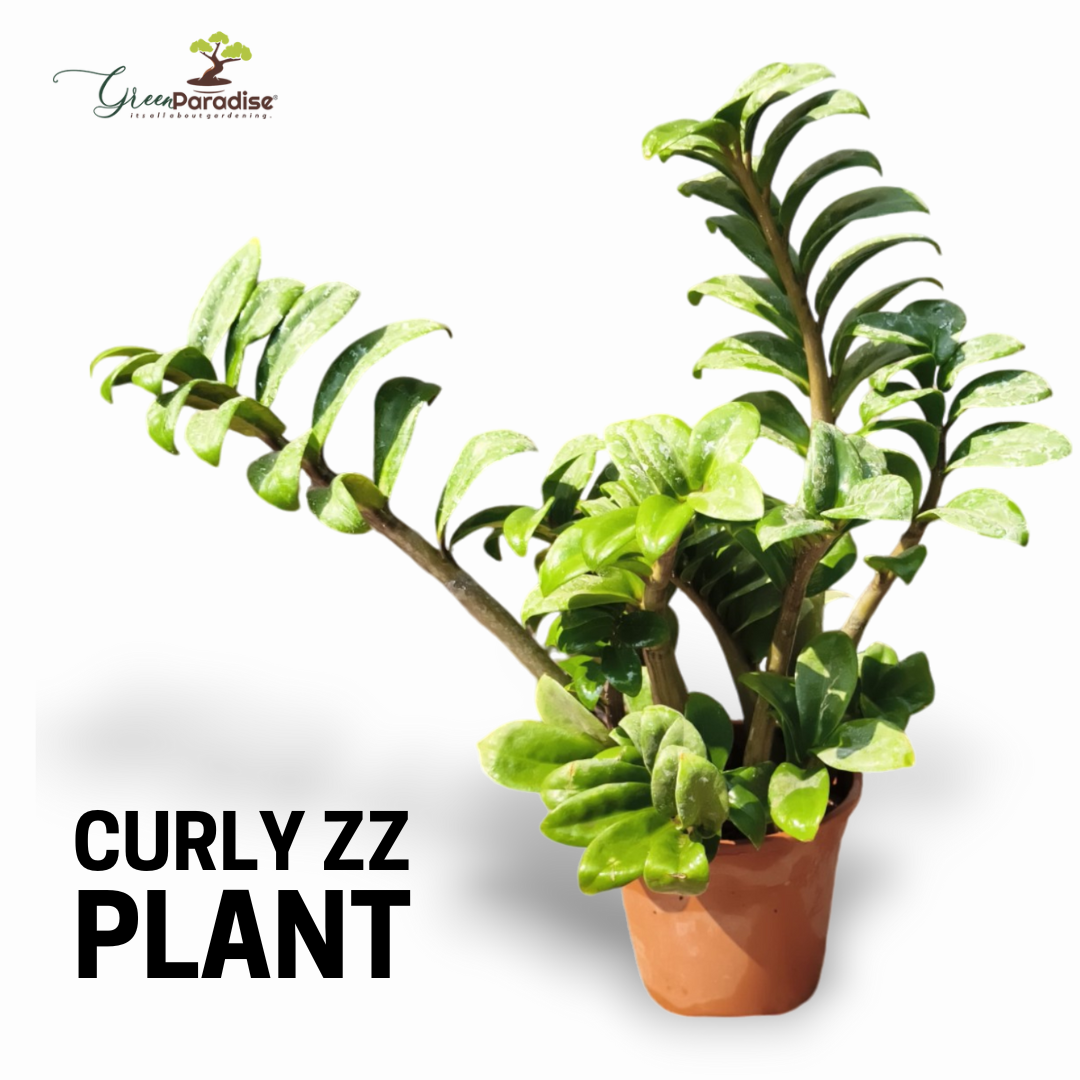 Green Paradise® Curly ZZ Plant Best For Indoor live Plant