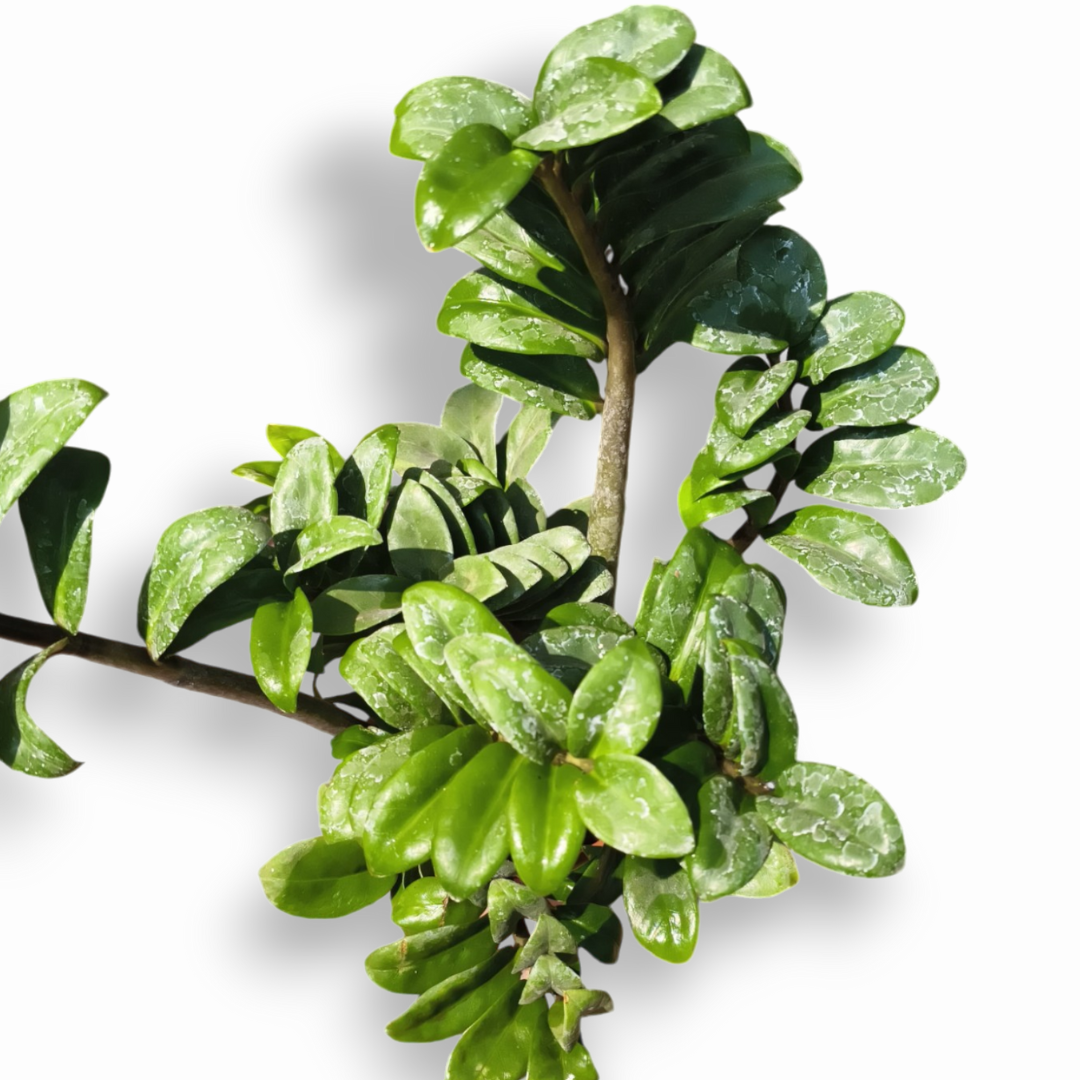 Green Paradise® Curly ZZ Plant Best For Indoor live Plant