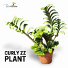 Green Paradise® Curly ZZ Plant Best For Indoor live Plant