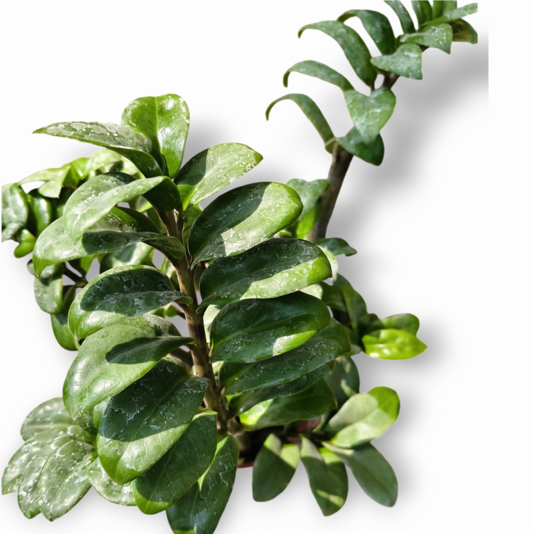 Green Paradise® Curly ZZ Plant Best For Indoor live Plant