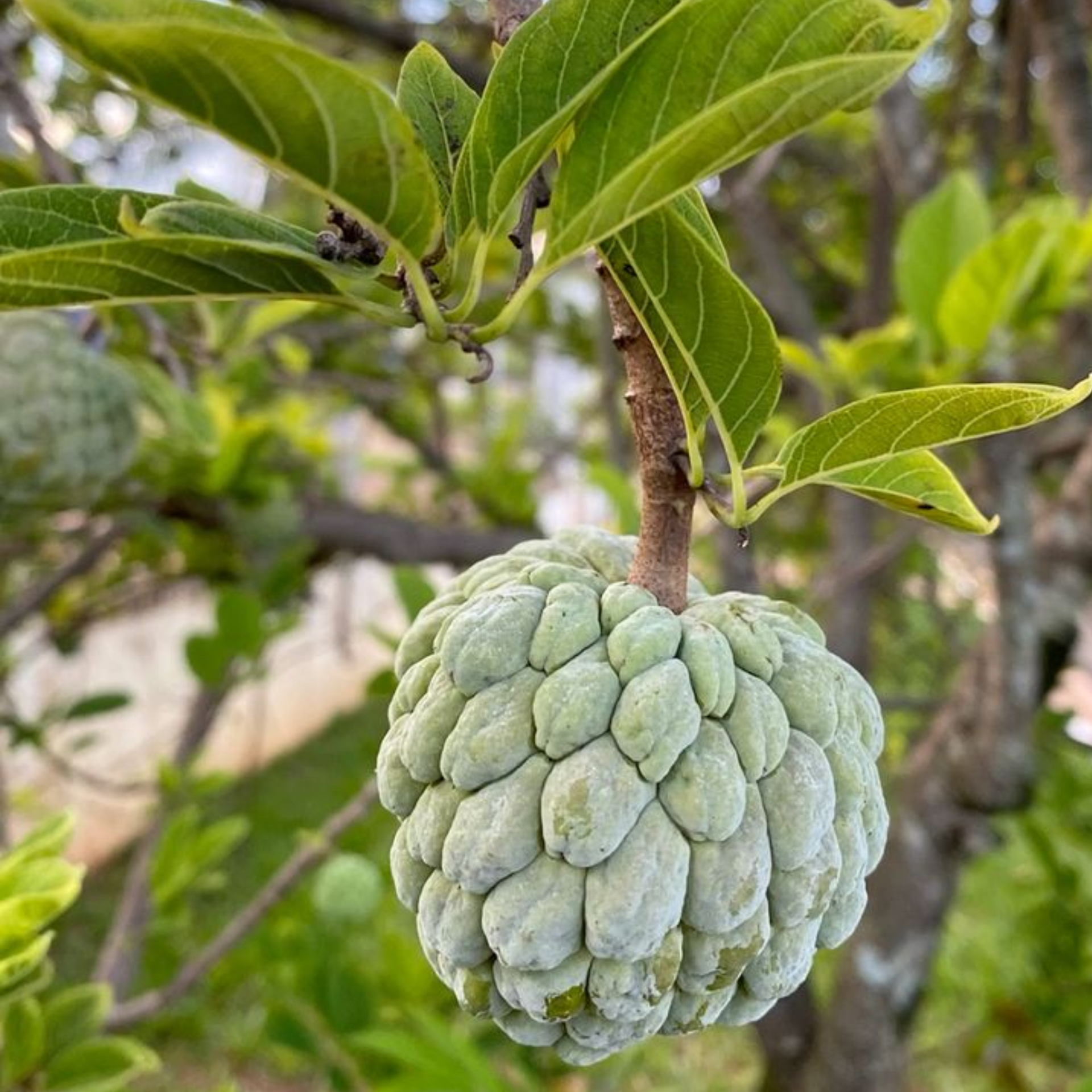 Sitaphal Custard Apple Live Plant suitable for bonsai and containers