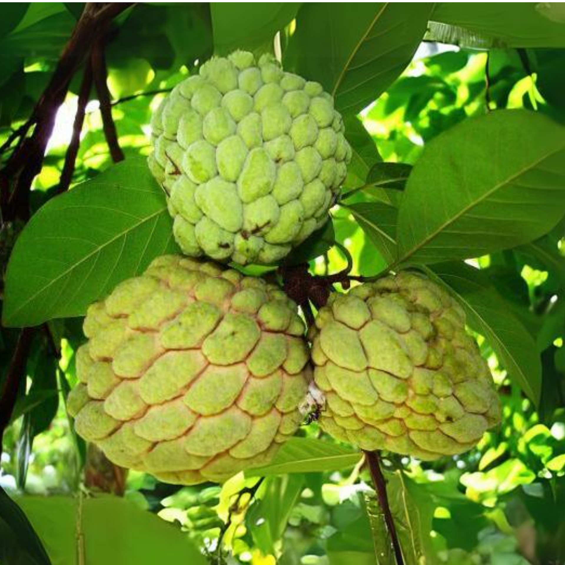 Sitaphal Custard Apple Live Plant suitable for bonsai and containers