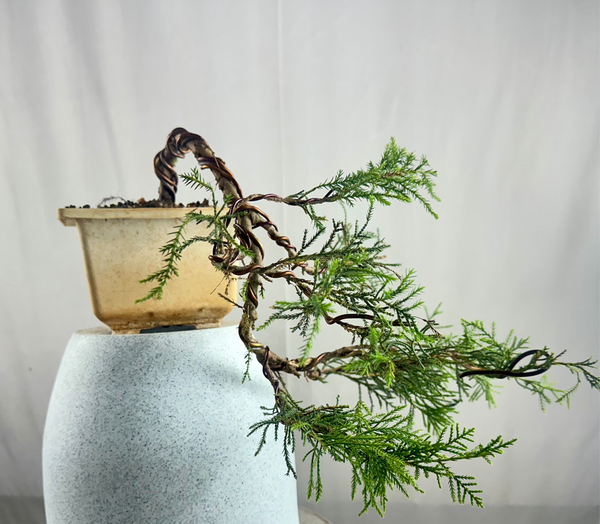 Chinensis juniper cascade bonsai