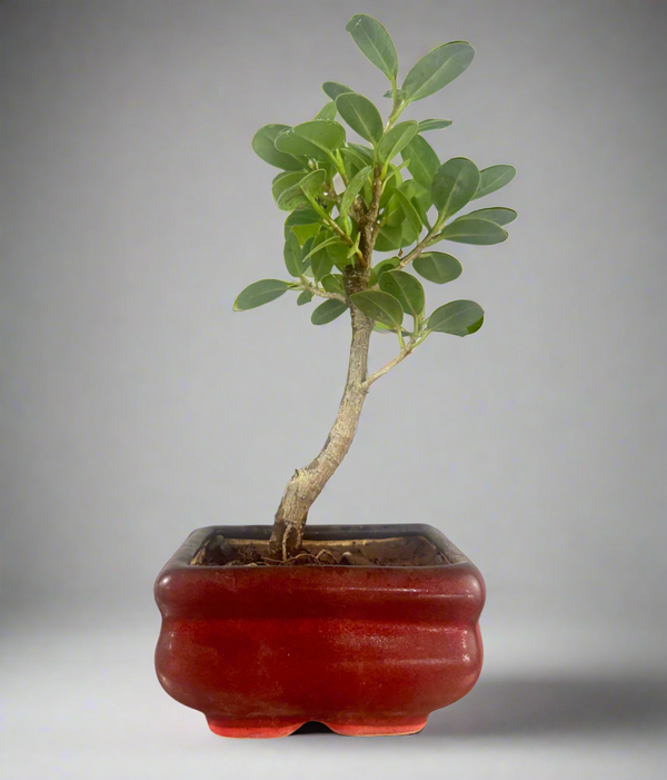 Green Paradise Ficus Long Island Bonsai Starter Tree