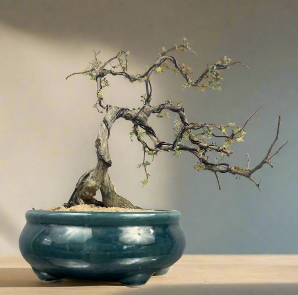 Green Paradise Operculicarya decaryi Bonsai tree mature tree