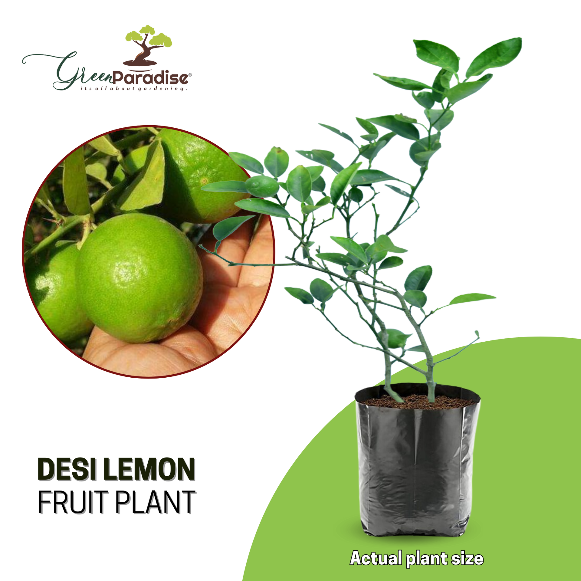 Green Paradise Original Desi Lemon (Kagzi Lemon)Plant