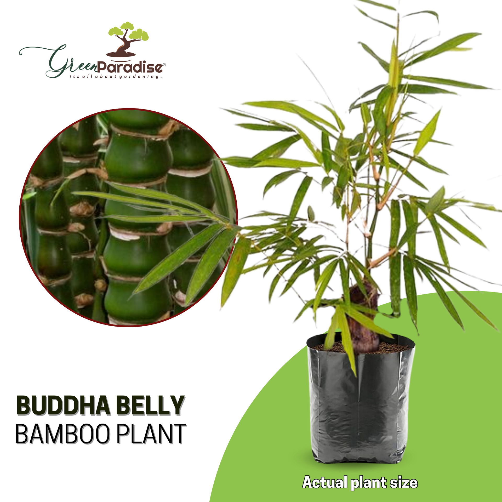 Buddha Belly Bamboo Plant Holy Fengsui Buddha Bamboo Live Plant In A Polybag