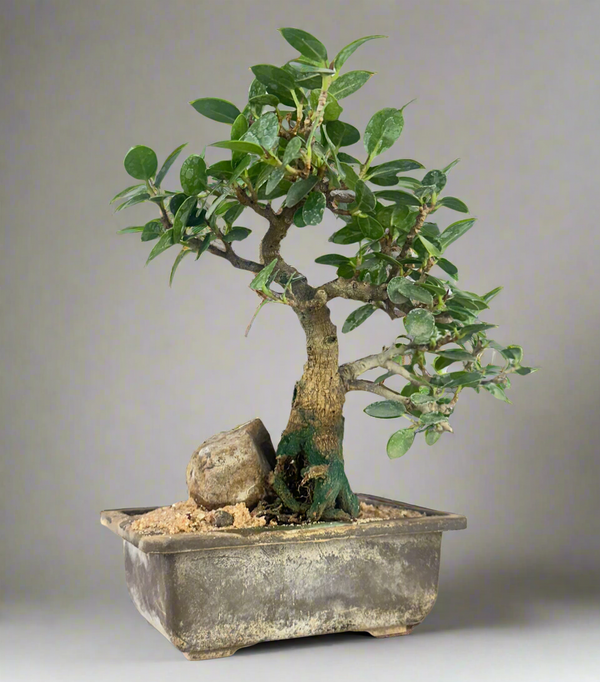 Green Paradise Ficus Compacta Bonsai Tree 008 ( get the same tree shown in the image )