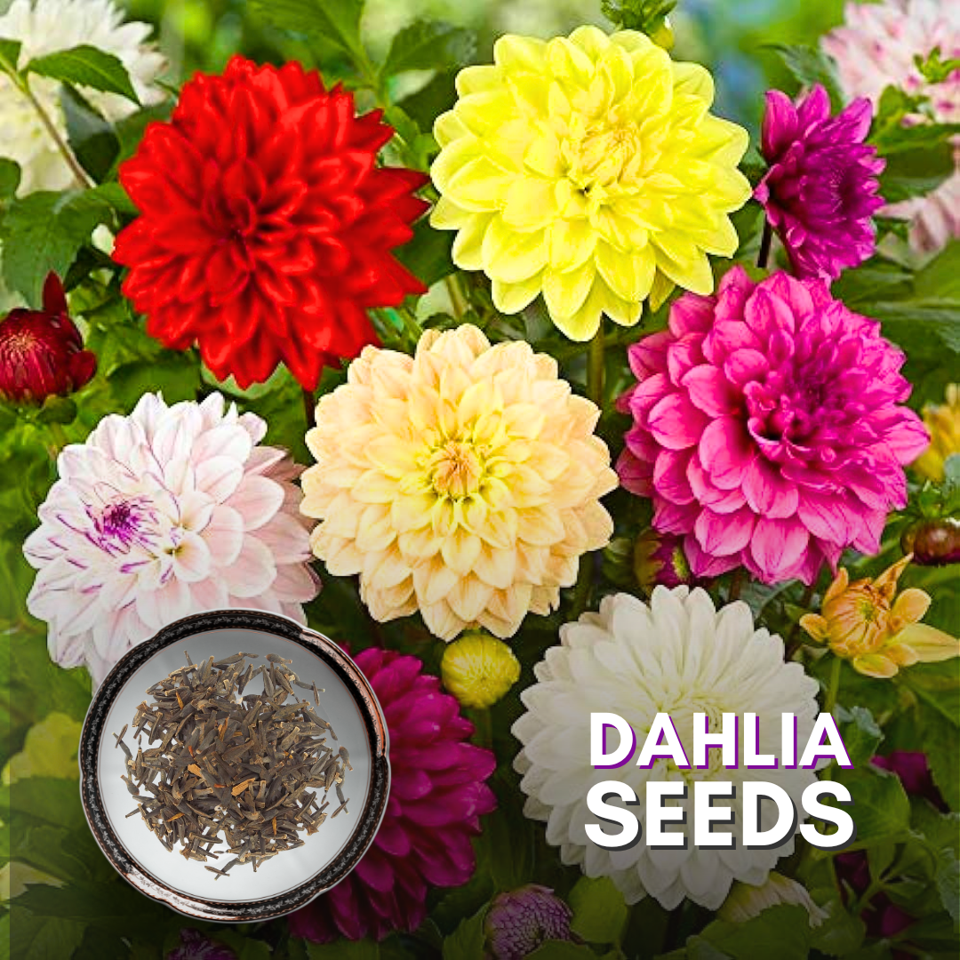 Green Paradise® Dahlia Flower Seeds Pack