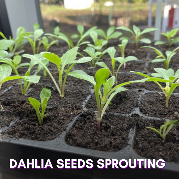 Green Paradise® Dahlia Flower Seeds Pack