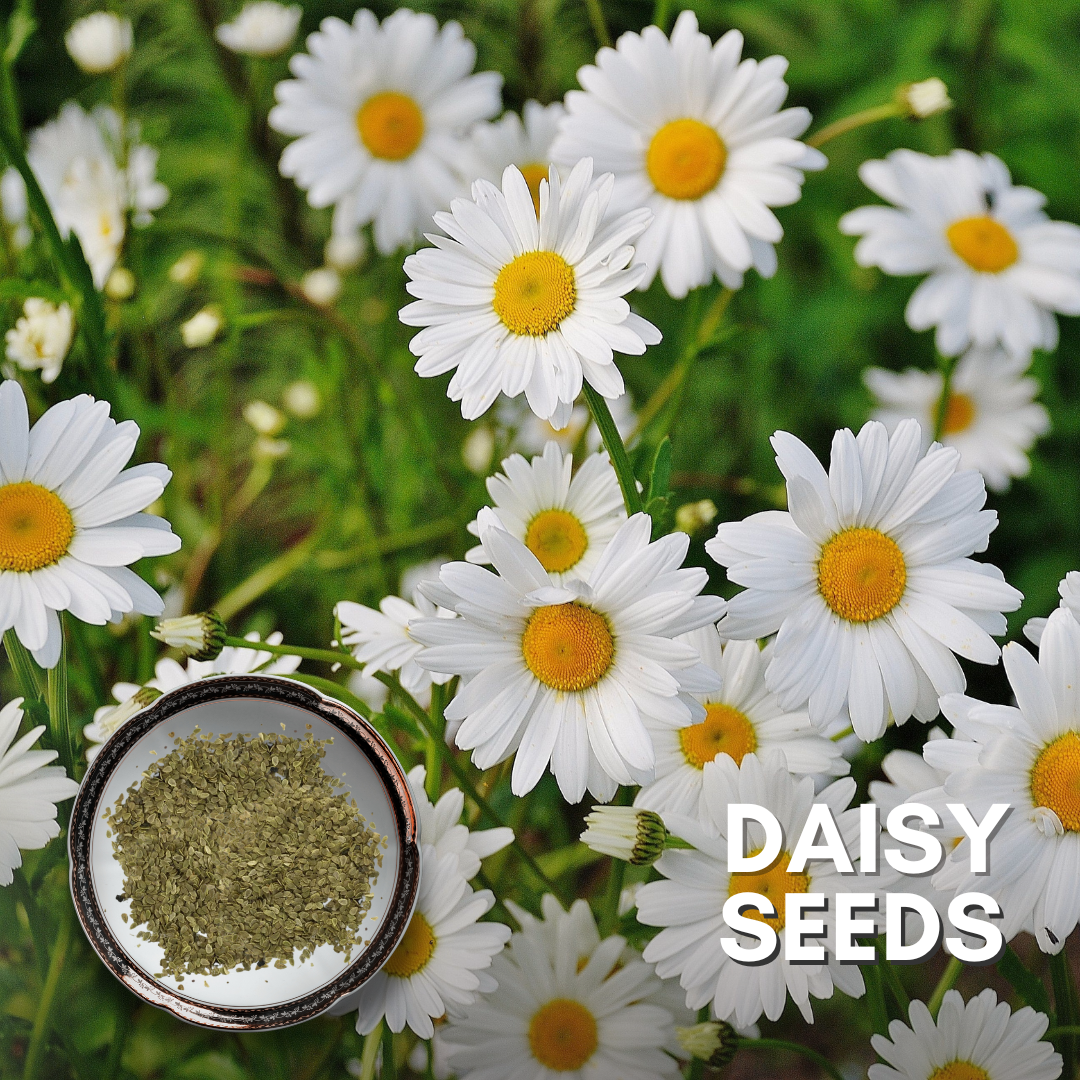 Green Paradise® Daisy Flowers (IMP) Seeds Pack