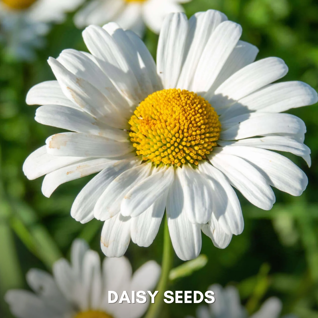 Green Paradise® Daisy Flowers (IMP) Seeds Pack
