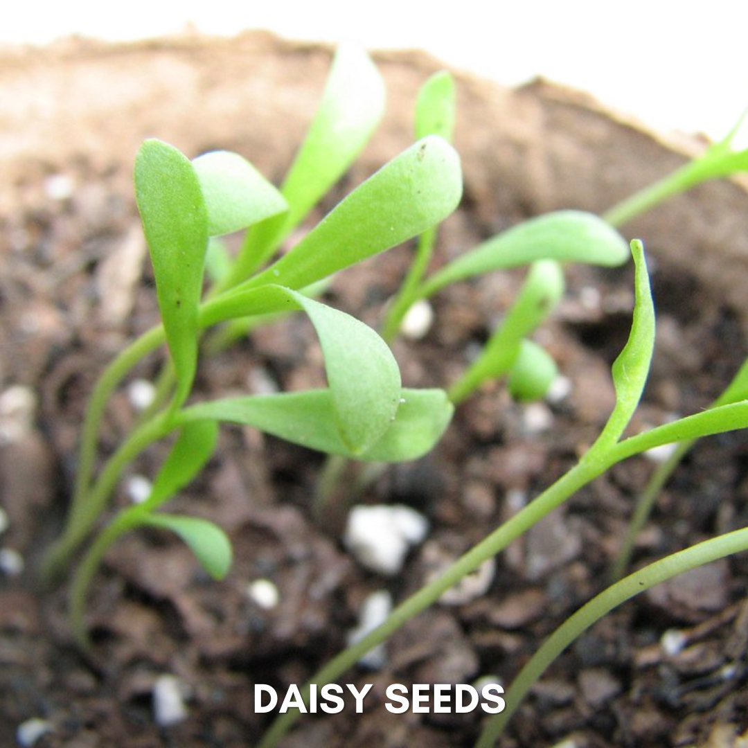 Green Paradise® Daisy Flowers (IMP) Seeds Pack