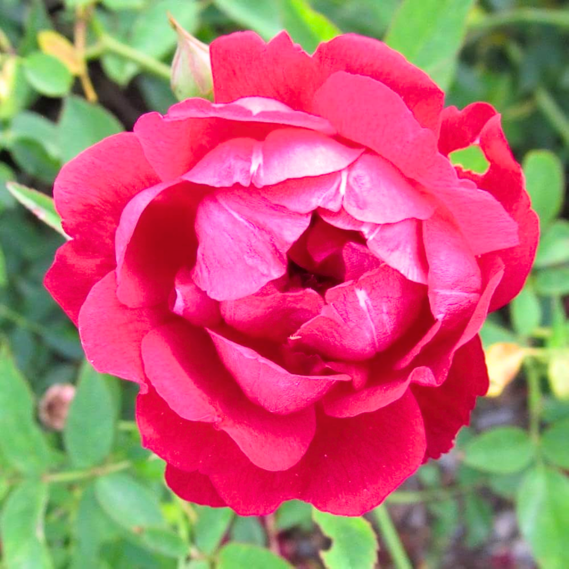 Red Fragrant Desi Rose Plant big size plant (1 healthy big plant with big poly bag )