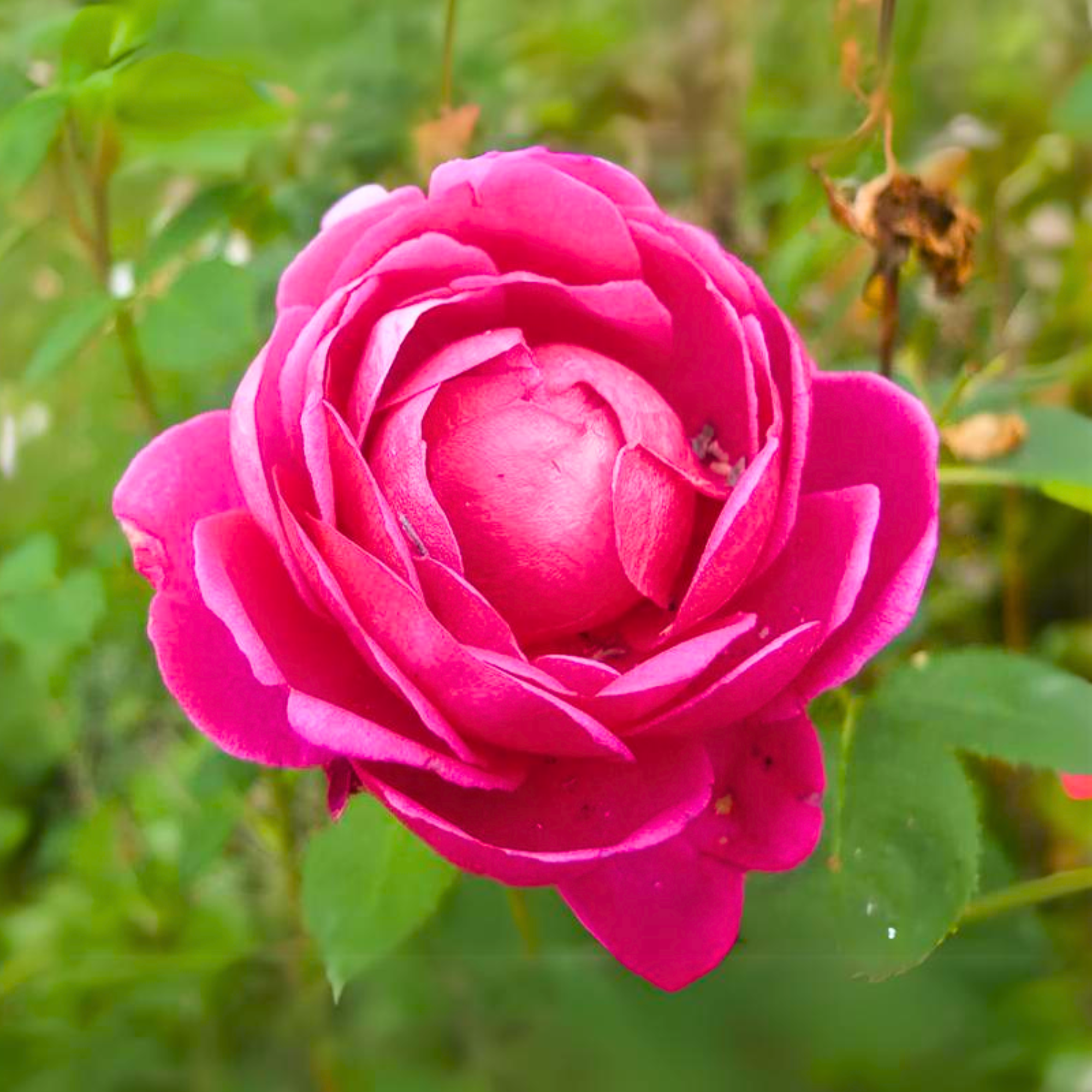 Red Fragrant Desi Rose Plant big size plant (1 healthy big plant with big poly bag )