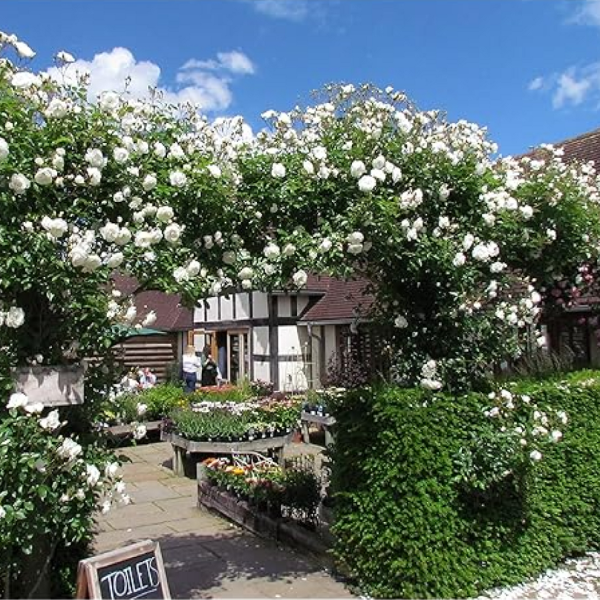 Green Paradise White Scented Climbing Rose Live Plant