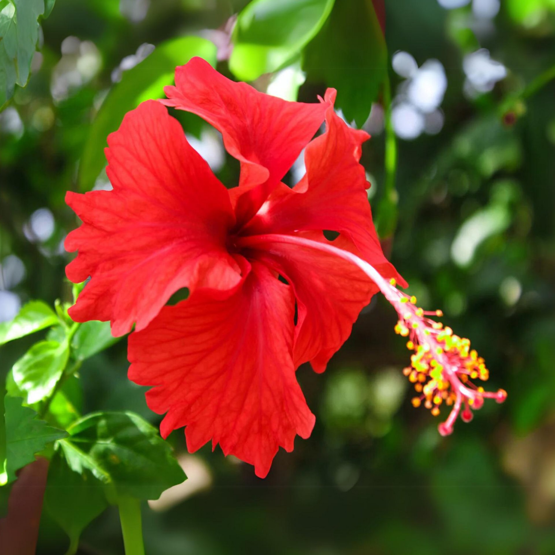 Green Paradise Red Hibiscus Desi Traditional tropical hibiscus Live Plant