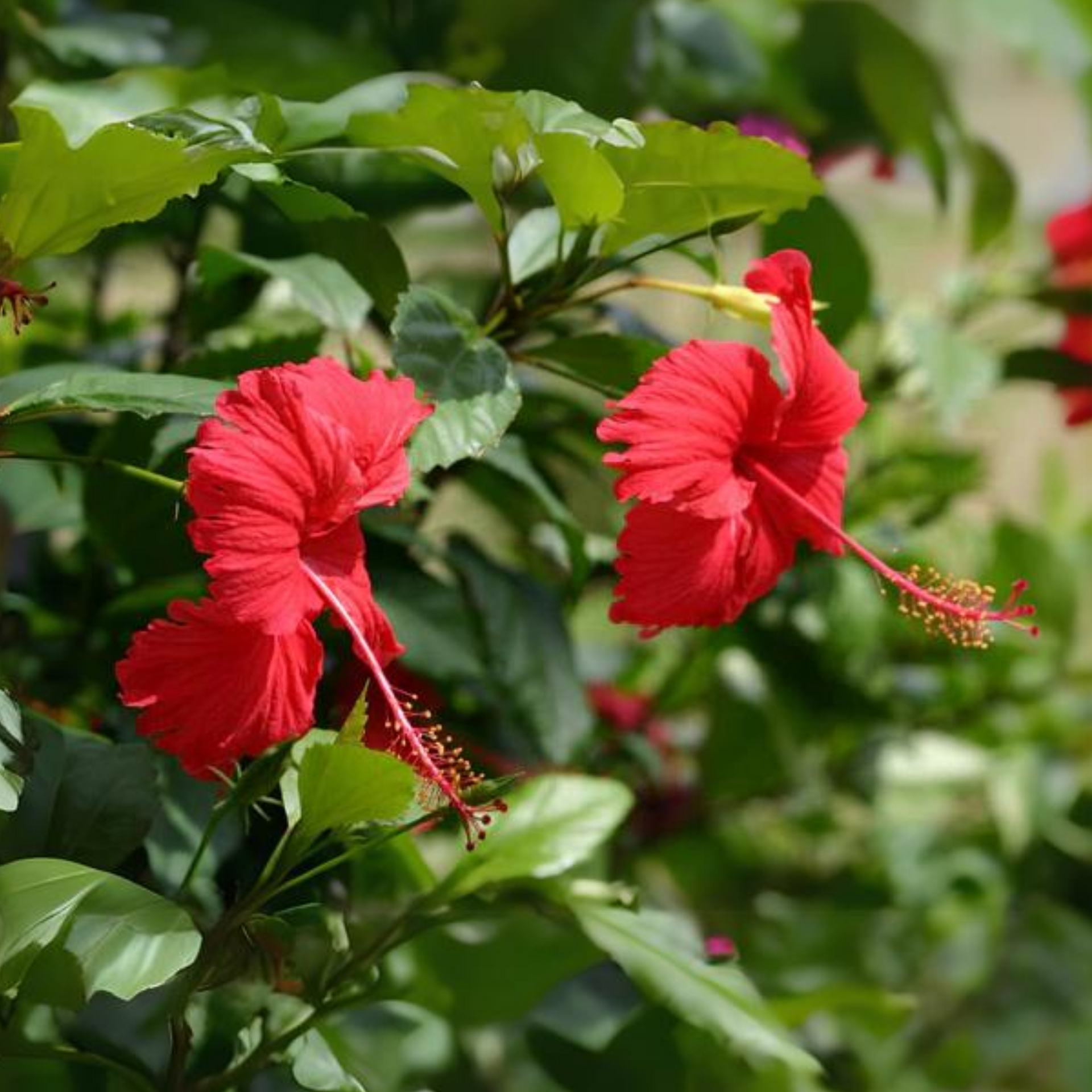 Green Paradise Red Hibiscus Desi Traditional tropical hibiscus Live Plant