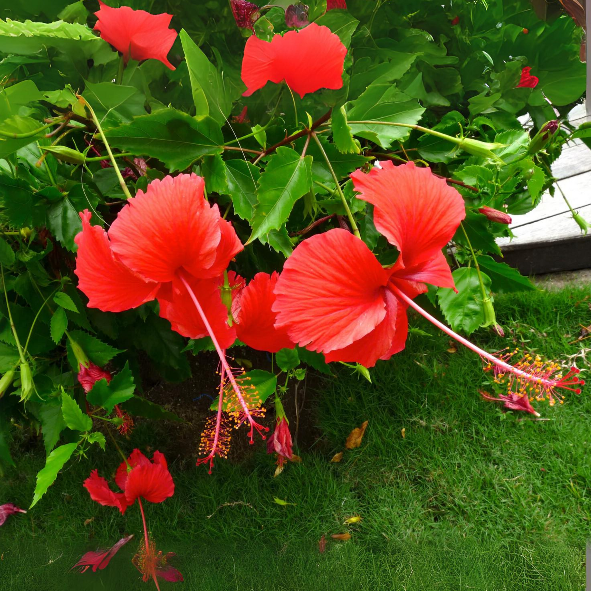 Green Paradise Red Hibiscus Desi Traditional tropical hibiscus Live Plant