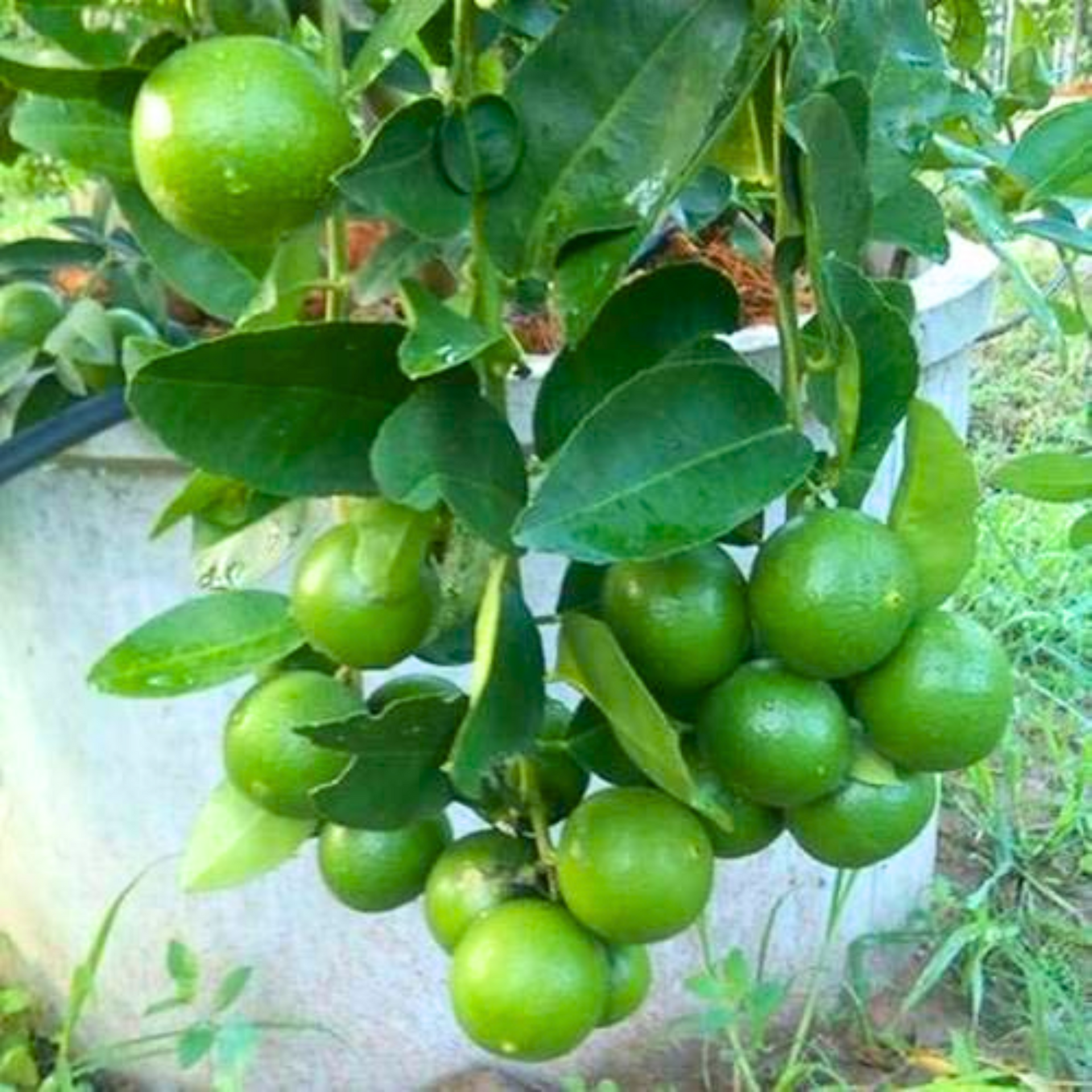 Green Paradise Original Desi Lemon (Kagzi Lemon)Plant