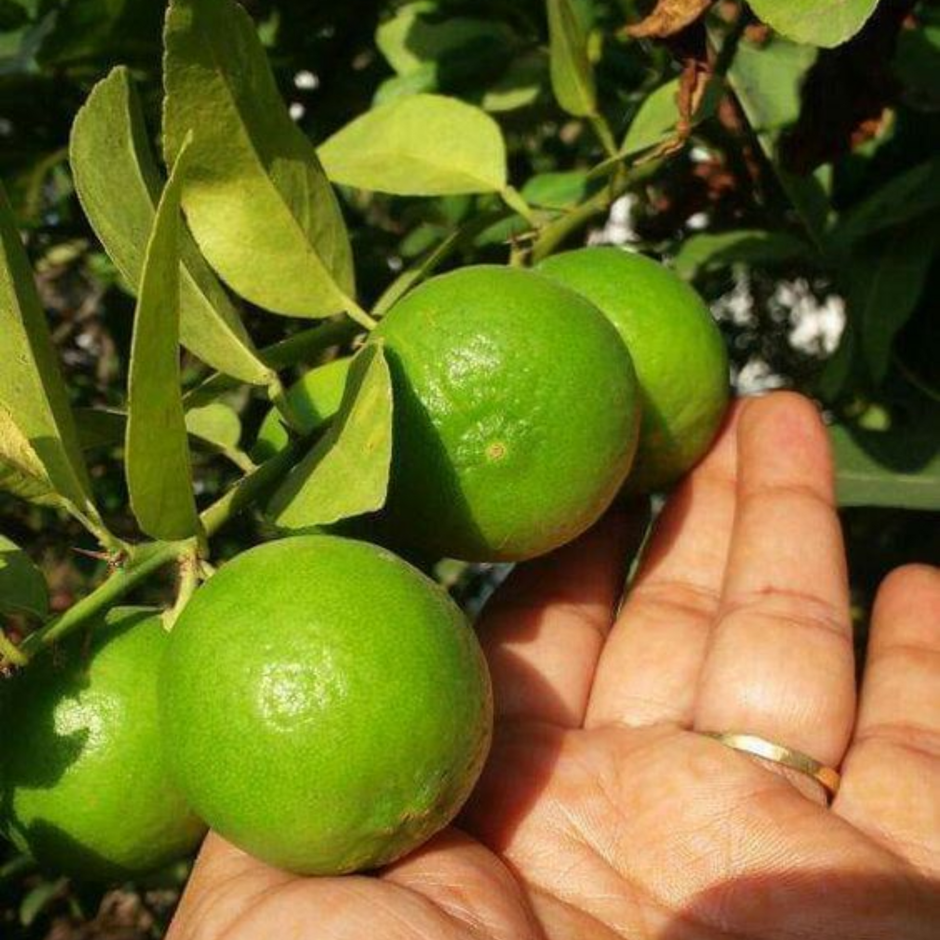 Green Paradise Original Desi Lemon (Kagzi Lemon)Plant