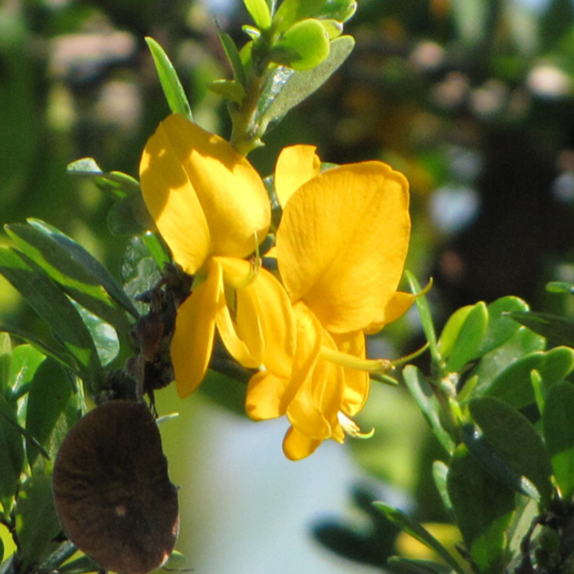 Yellow Braya Pre Bonsai Sapling Live Plant