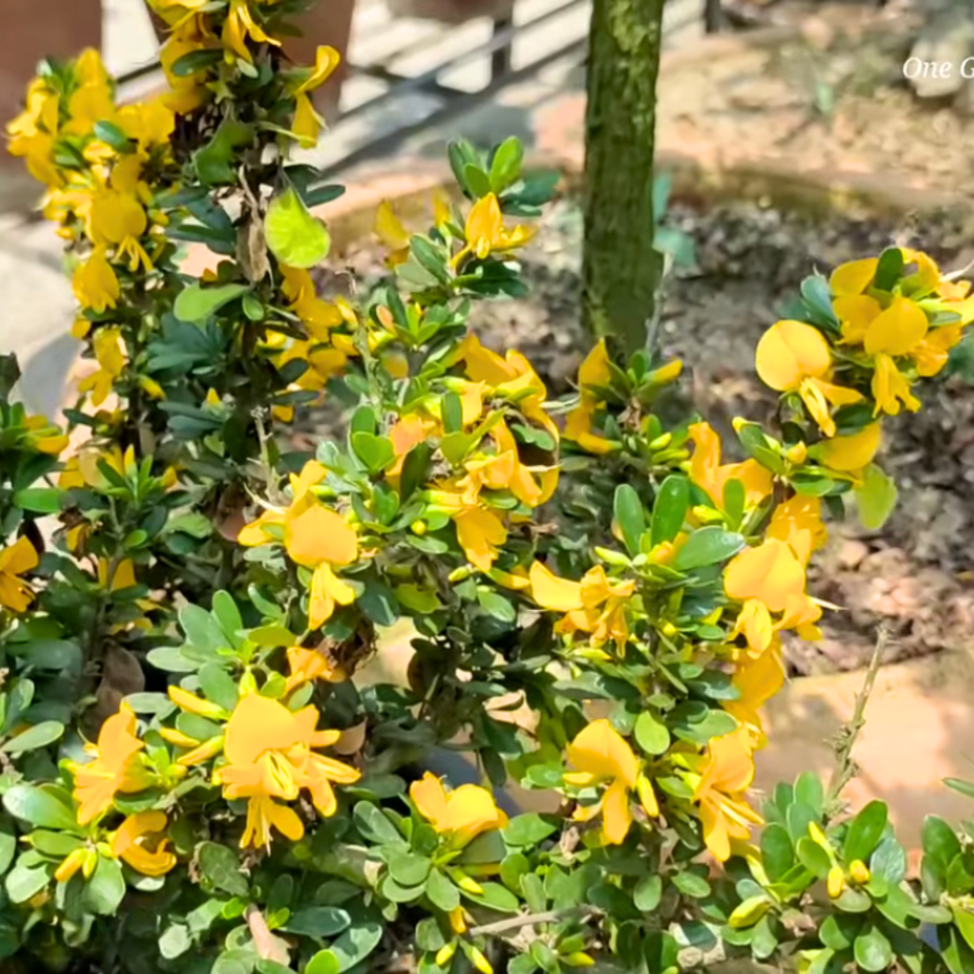 Yellow Braya Pre Bonsai Sapling Live Plant