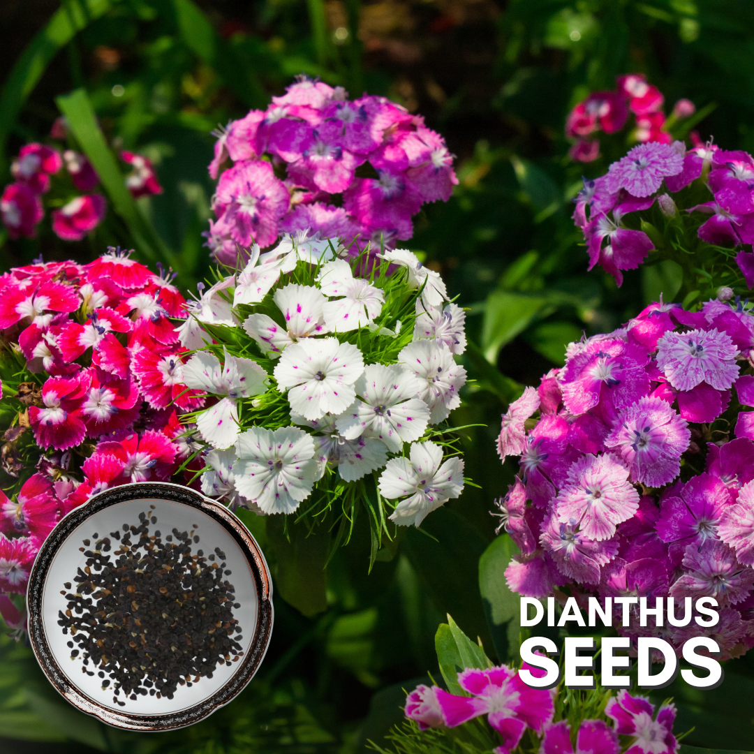 Green Paradise® Dianthus Flower (Improved) Seeds Pack