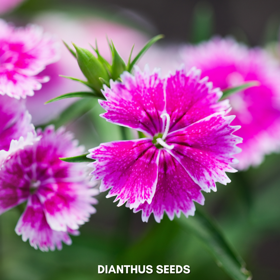 Green Paradise® Dianthus Flower (Improved) Seeds Pack