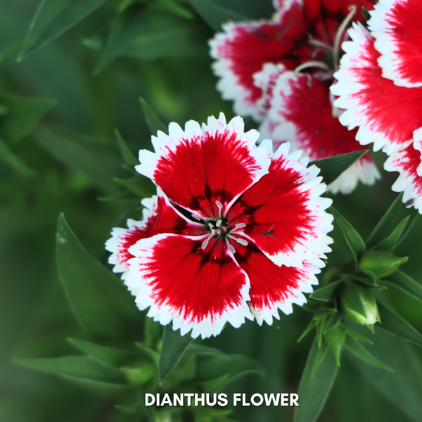 Green Paradise® Dianthus Flower (Improved) Seeds Pack