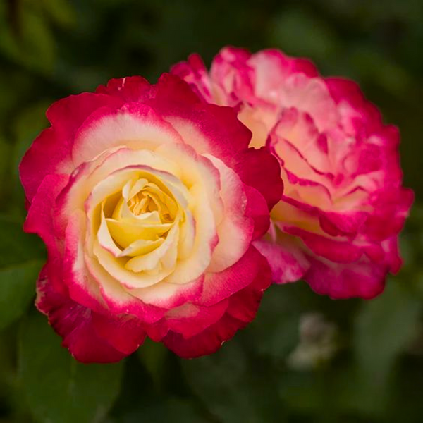 Double Delite Rose Plant