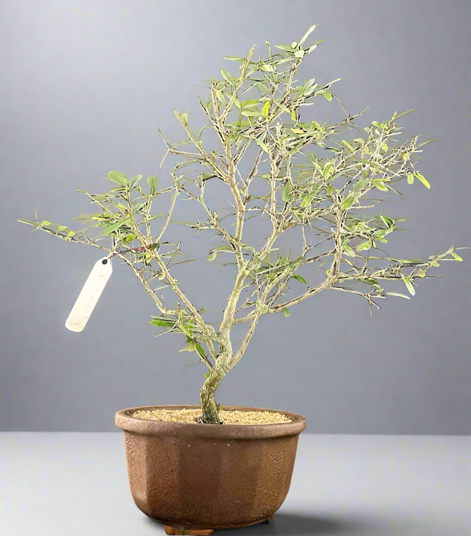 Blue braya Desmodium Bonsai tree