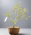 Blue braya Desmodium Bonsai tree