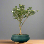 Green Paradise Malpighia Coccigera Bonsai