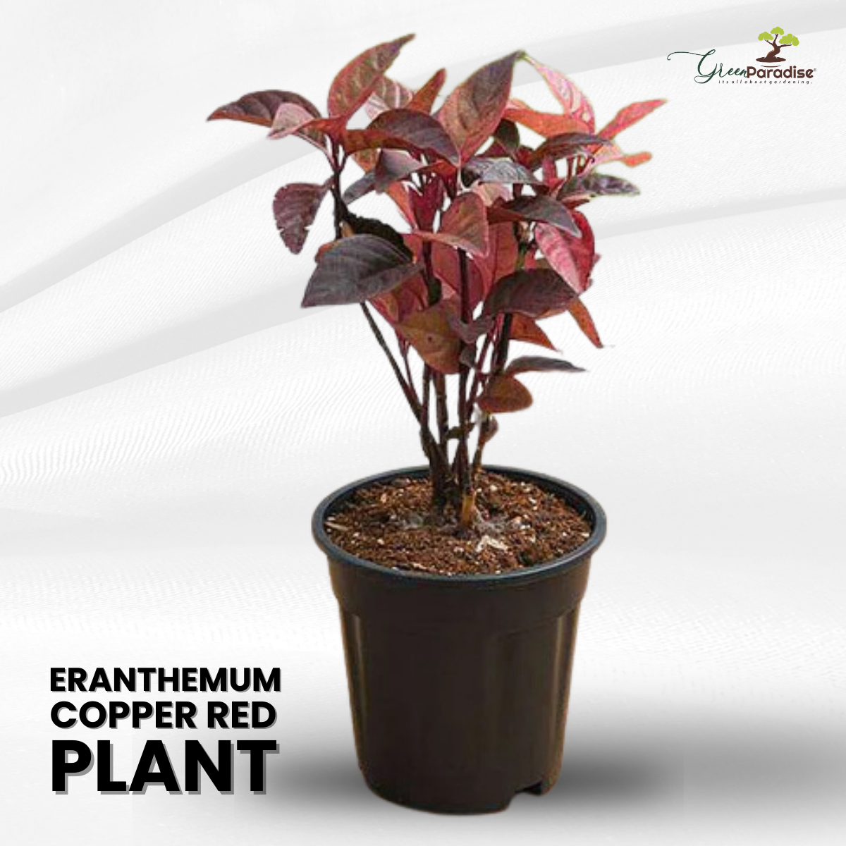 Eranthemum Copper Red live plant