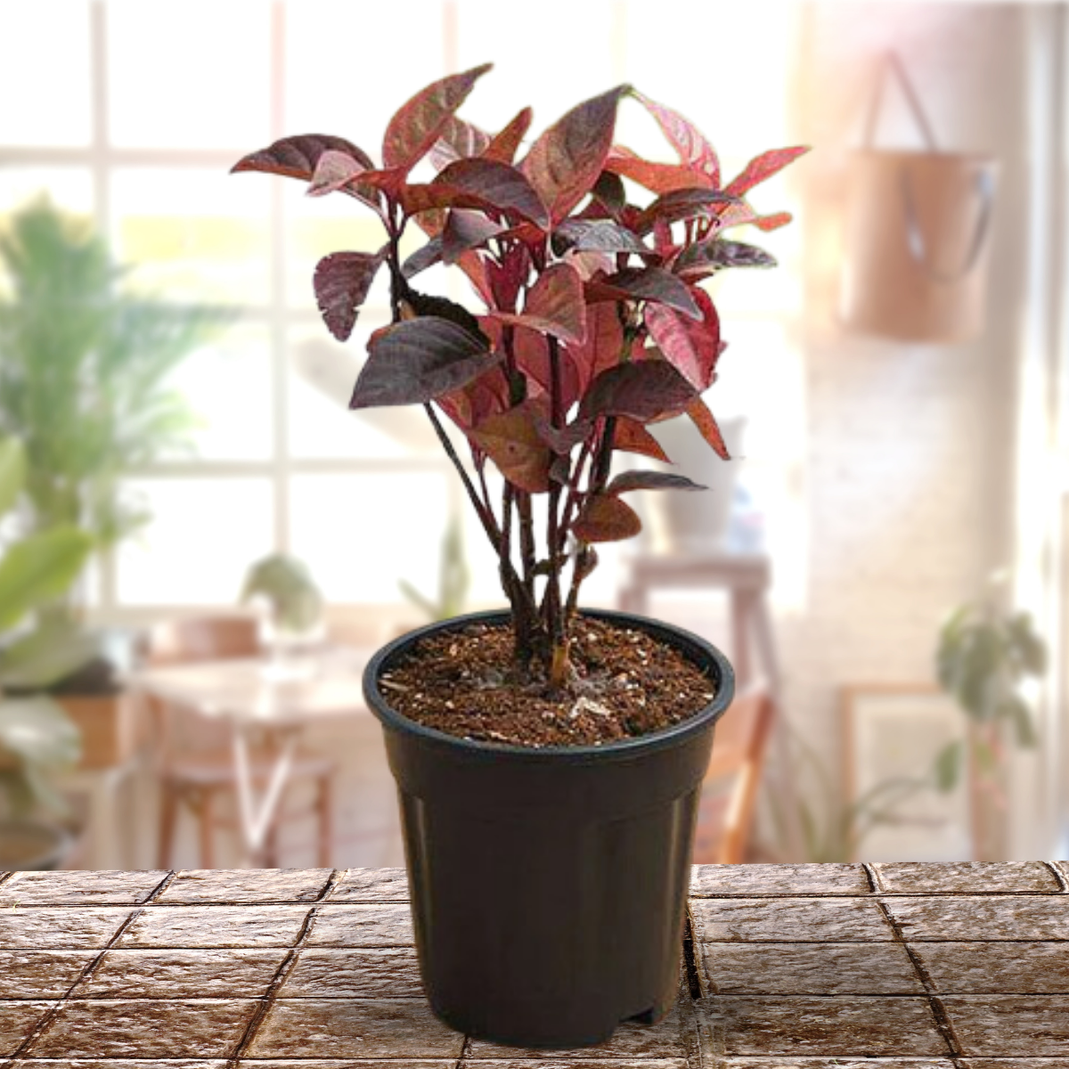 Eranthemum Copper Red live plant