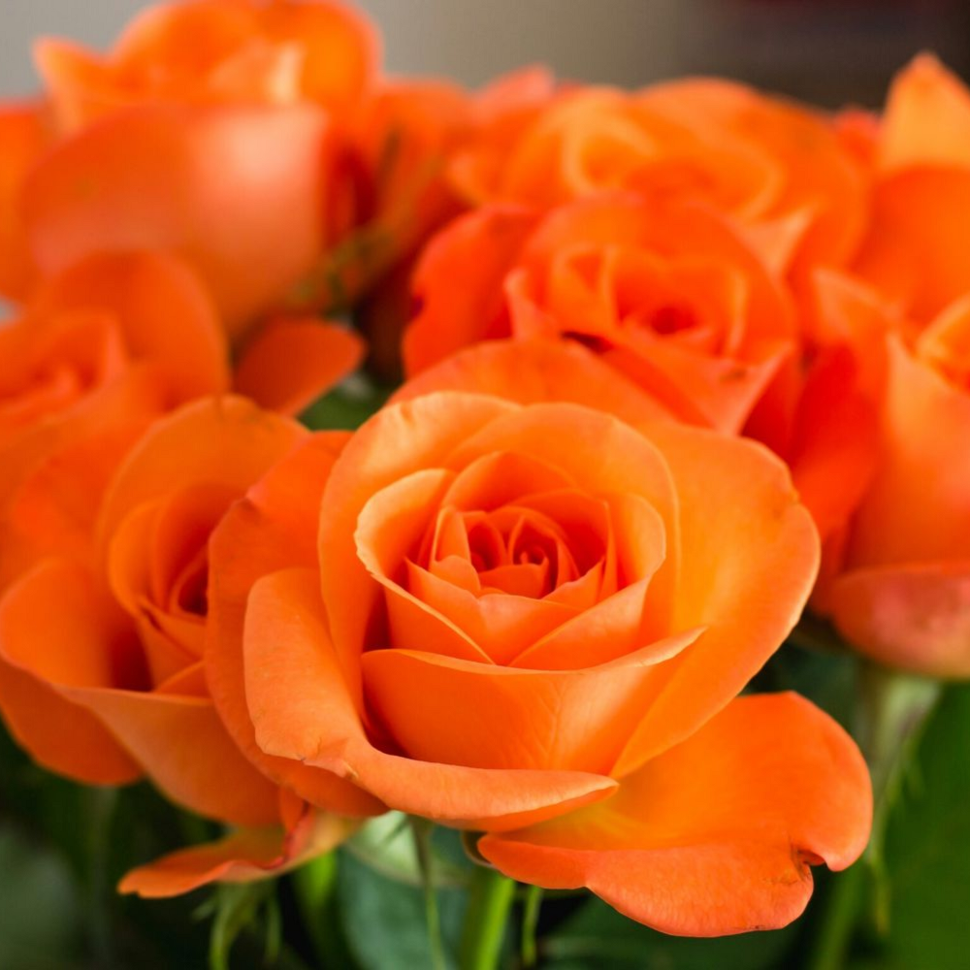 English Rose Plant (Orange)