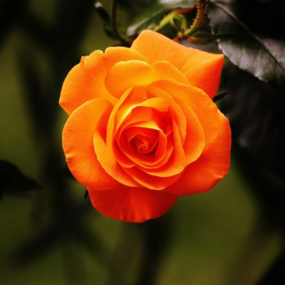 English Rose Plant (Orange)