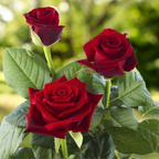 English Rose Plant (Red)