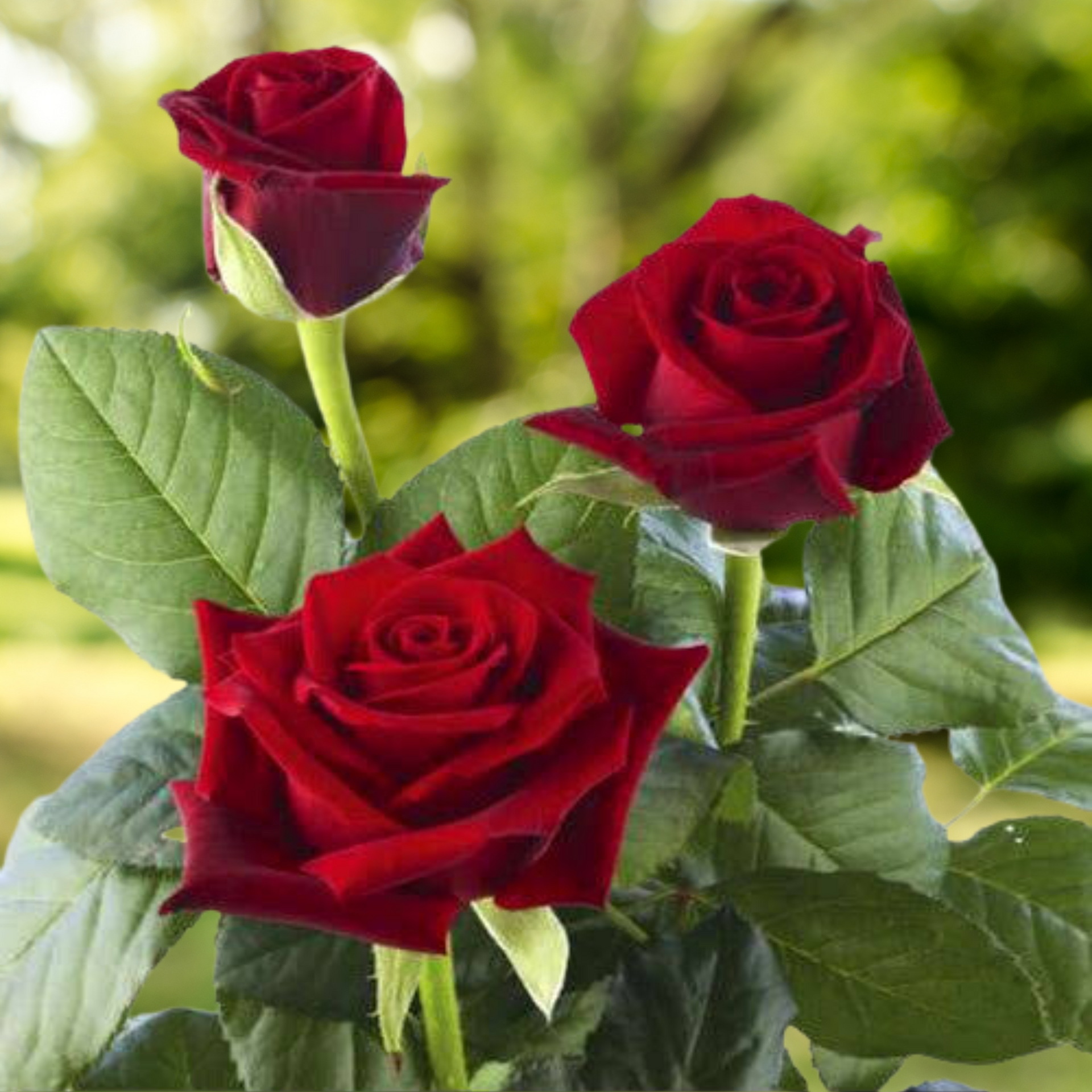 English Rose Plant (Red)