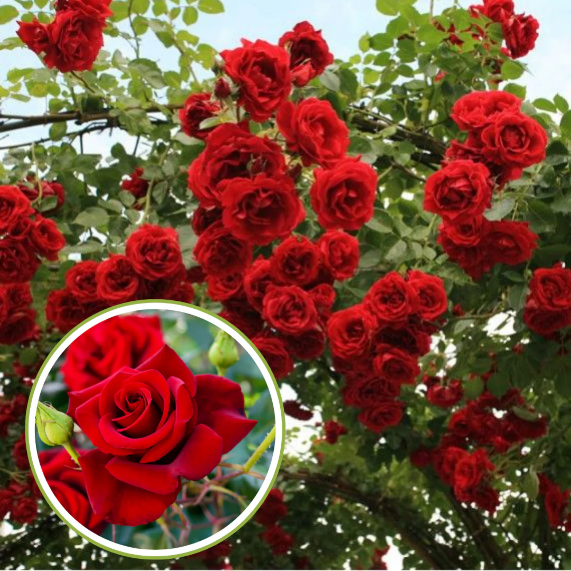 Red English Garden Roses English Rose Garden In Boston, MA | Downtown