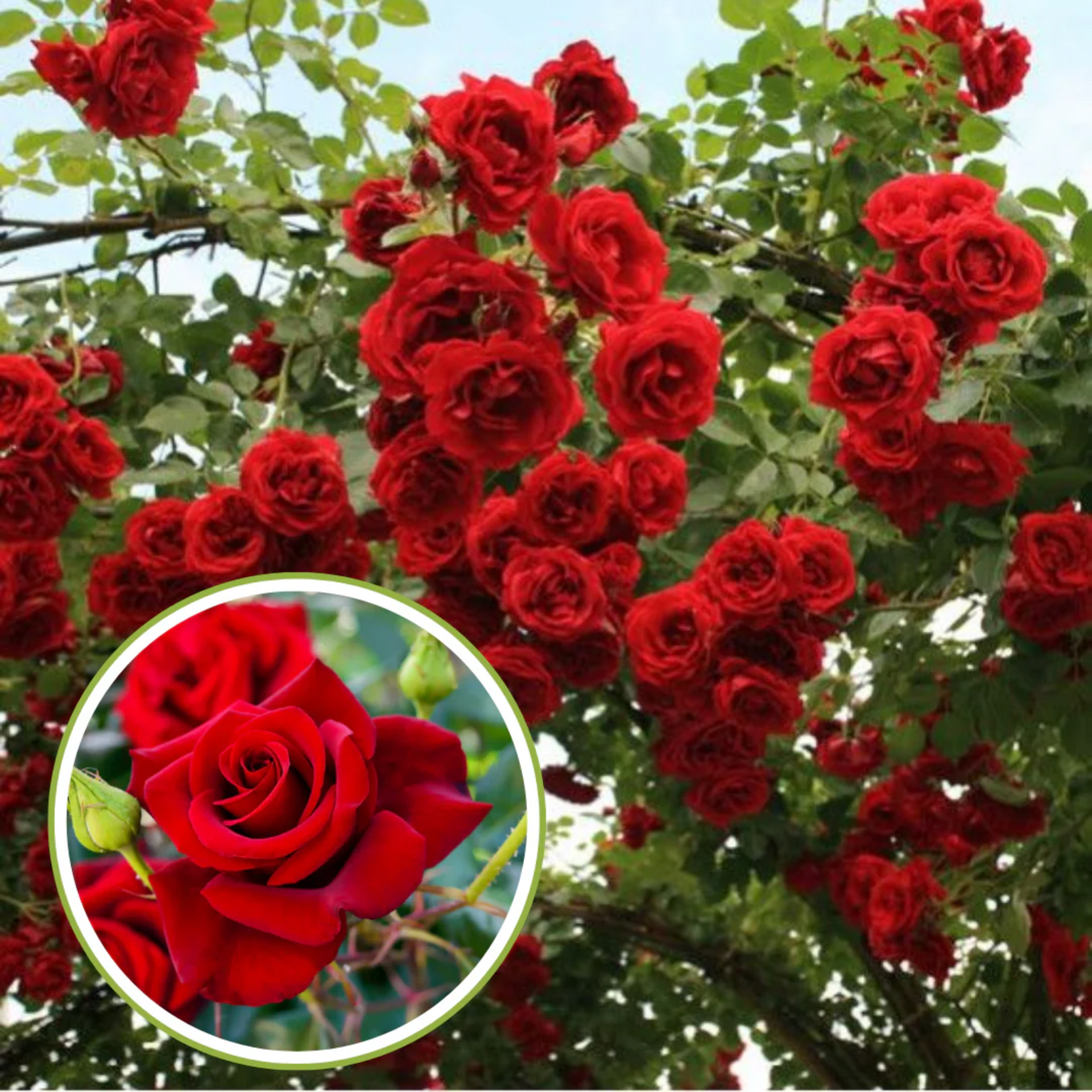 English Rose Plant (Red)