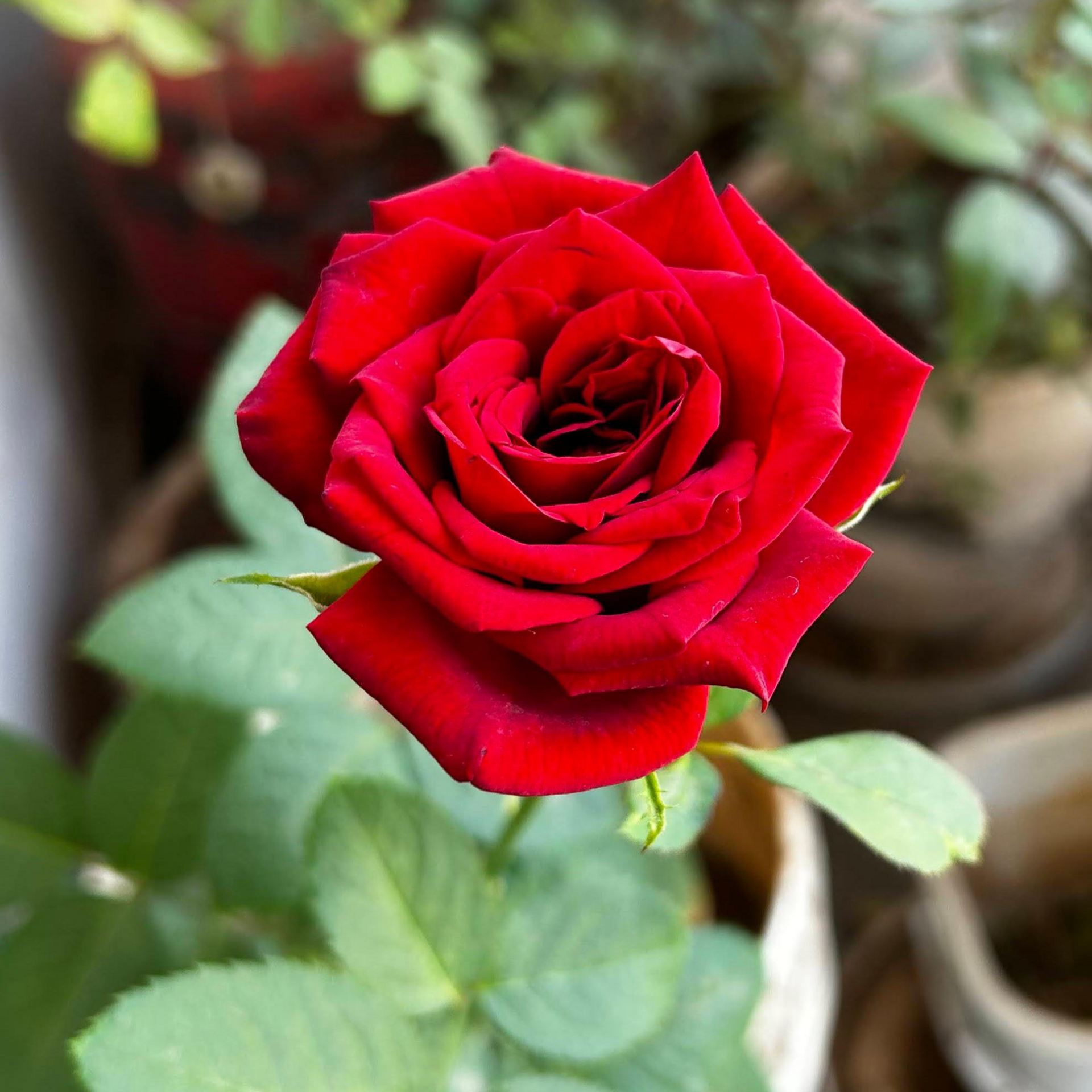 English Rose Plant (Red)