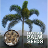 Green Paradise® Foxtail Palm Seeds (Pack of 10 Seeds)