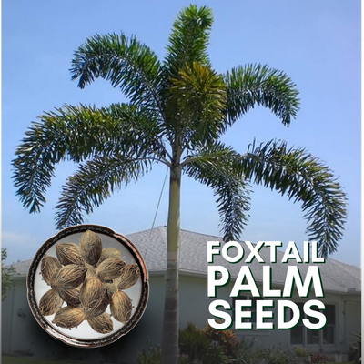 Green Paradise® Foxtail Palm Seeds (Pack of 10 Seeds)