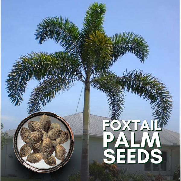 Green Paradise® Foxtail Palm Seeds (Pack of 10 Seeds)