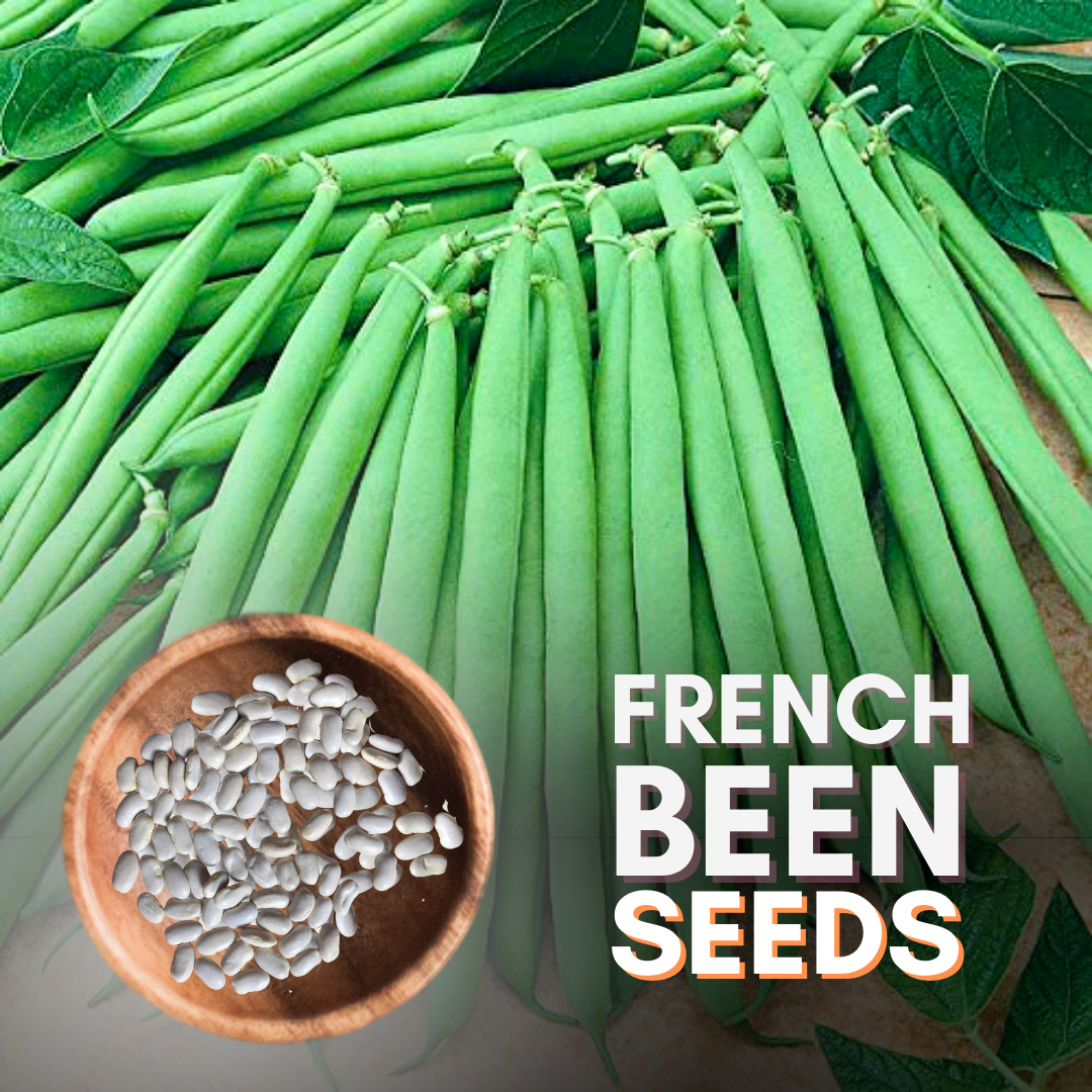 French Bean Seeds (Pack Of 10 Seeds)