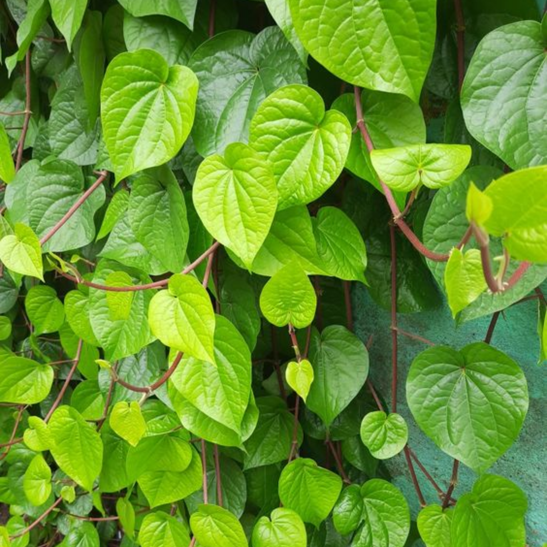 Maghai Pan Nagarvel Betel Leaf Live Plant