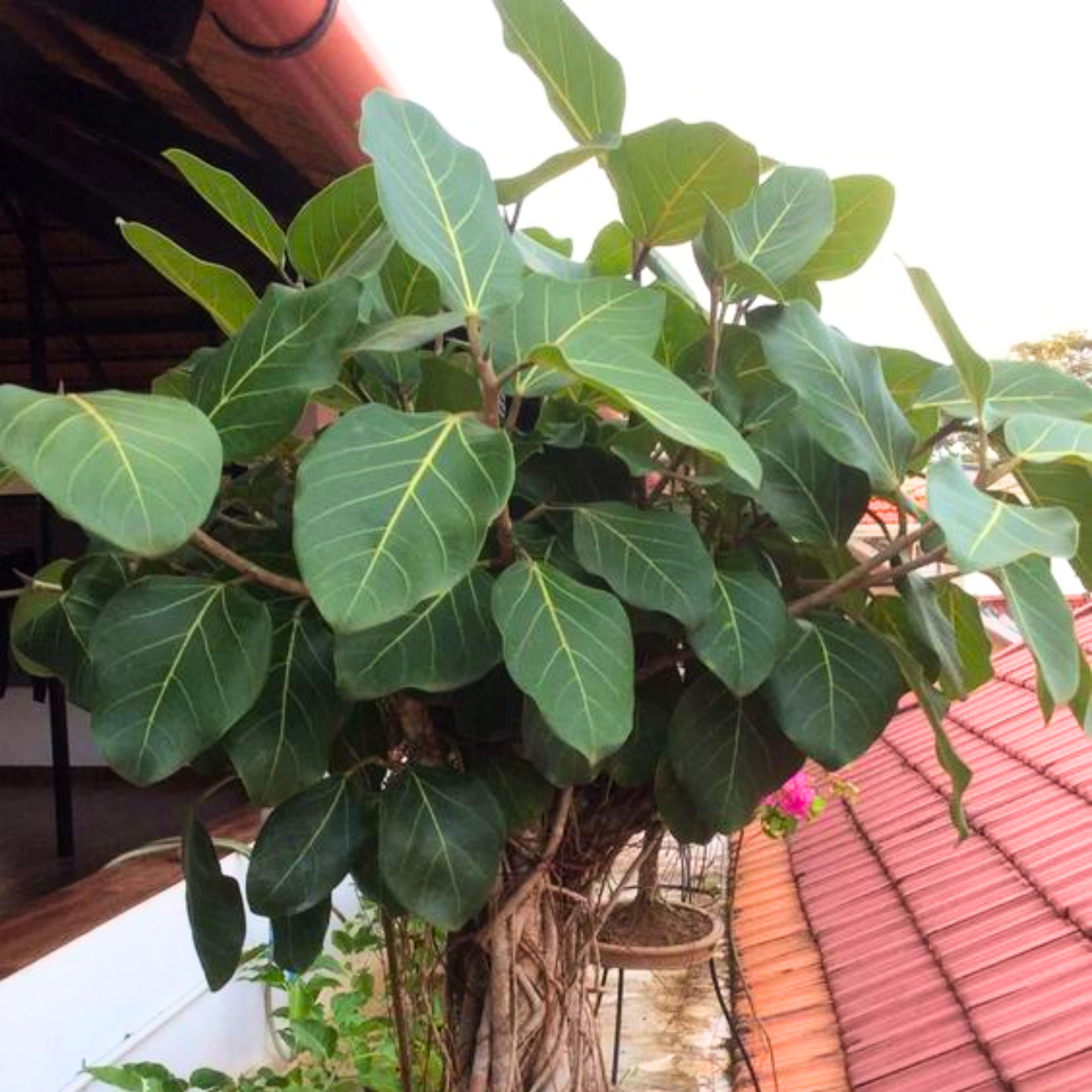 Banyan tree sapling Live Plant