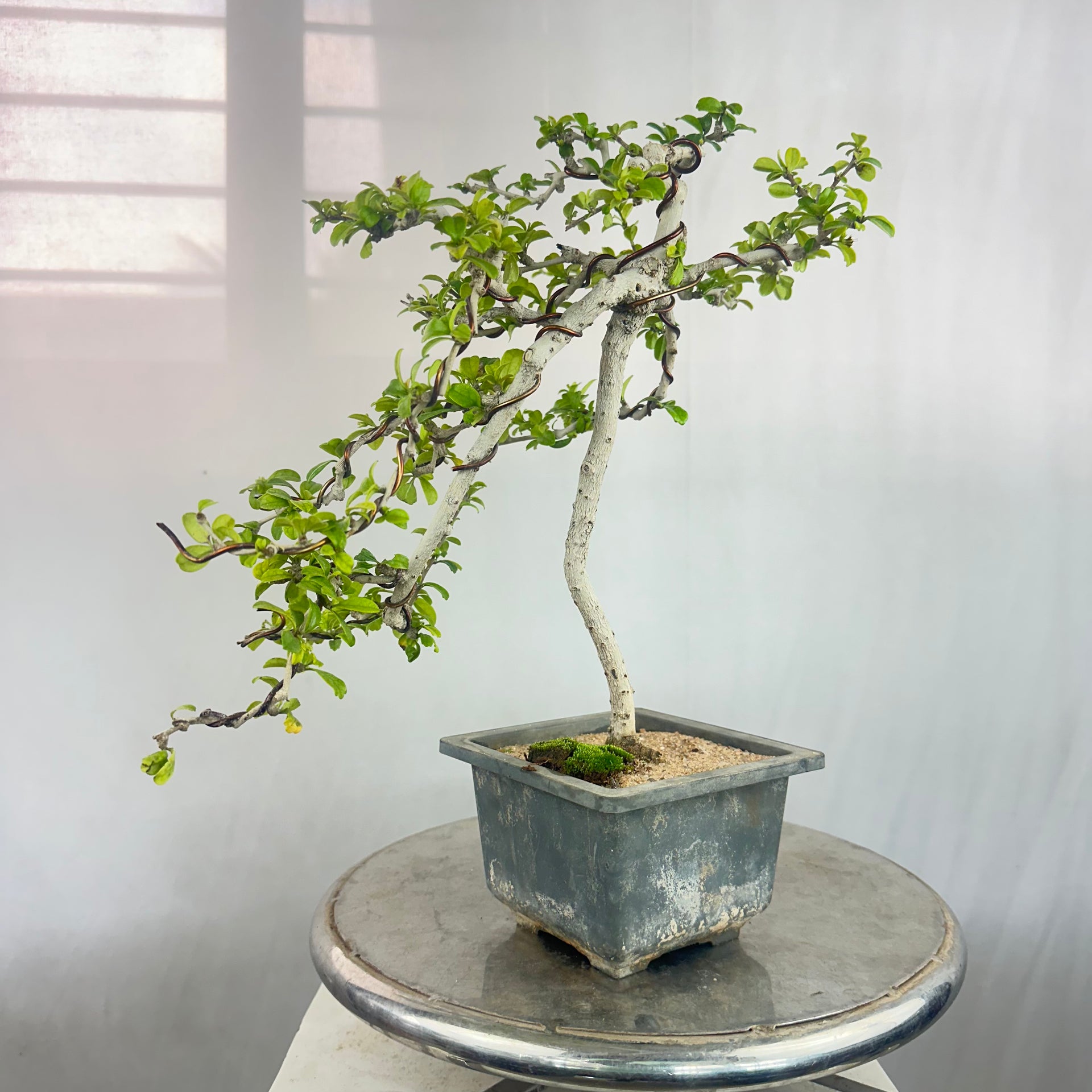 Carmona Bonsai Tree Fukein Tea Bonsai 002 (get the same tree shown in image)